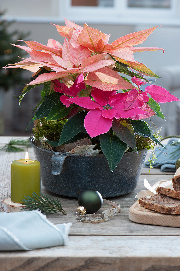 Weihnachtssterne in alter Schüssel zusammengepflanzt als Tischdeko mit Kerze und Christbaumkugel