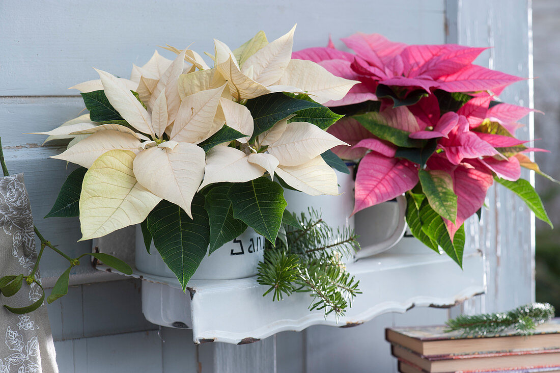 Poinsettias in enamelled pots on a wall shelf