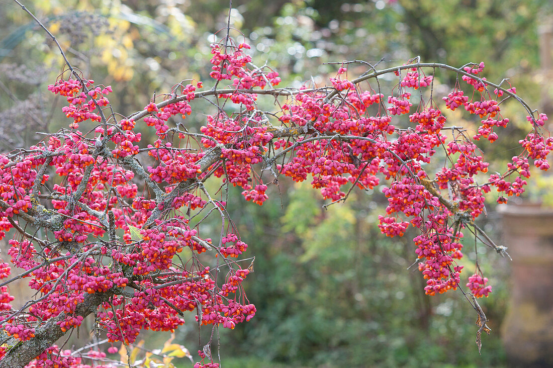 Common Spindle Branch in autumn with abundant fruit decorations