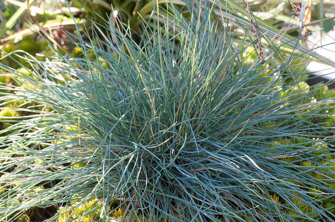 Dwarf blue fescue grass 'Easy Blue'