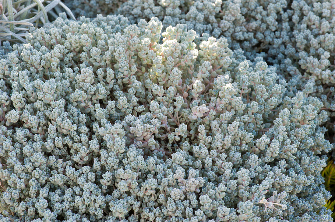 Silbergraue Steingartenstaude Zapfen-Fetthenne oder auch Zapfen-Sedum