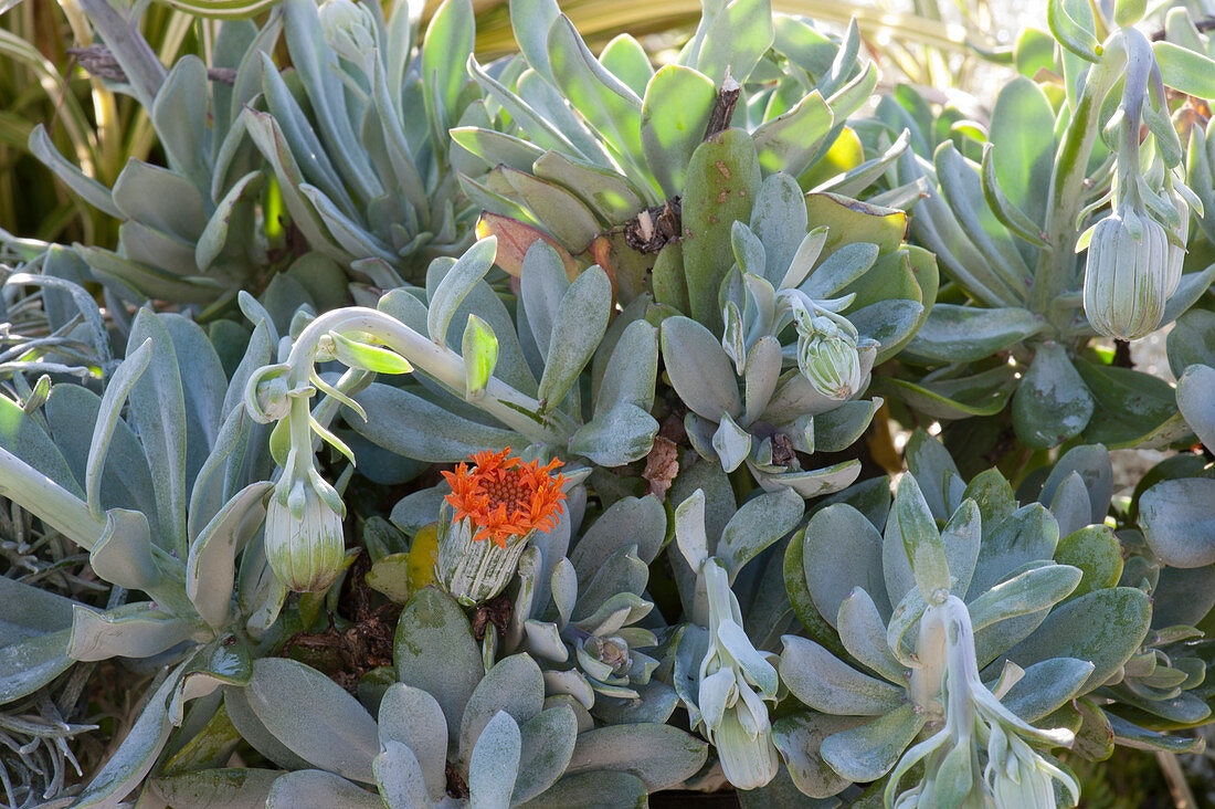 Kreuzkraut 'Orange Flame' - silbergraue Strukturpflanze