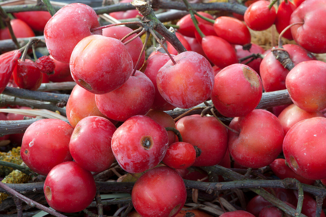 Zierapfel 'Evereste'