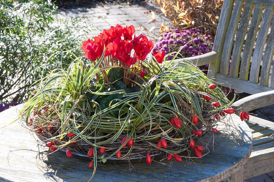 Cyclamen and sedge 'Evercream' in a wreath of wire wine and rose hips