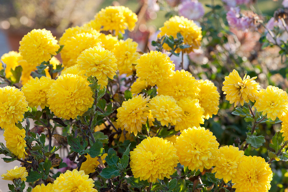 Chrysanthemum 'Goldmarianne'