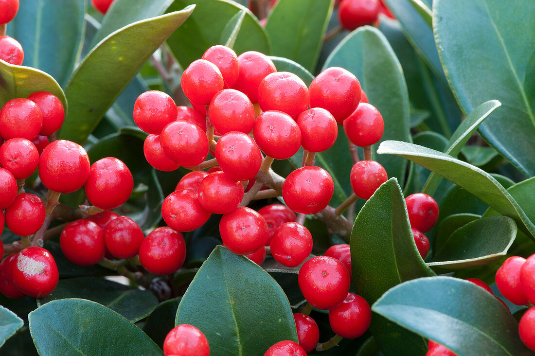 Skimmia 'Temptation' with red berries