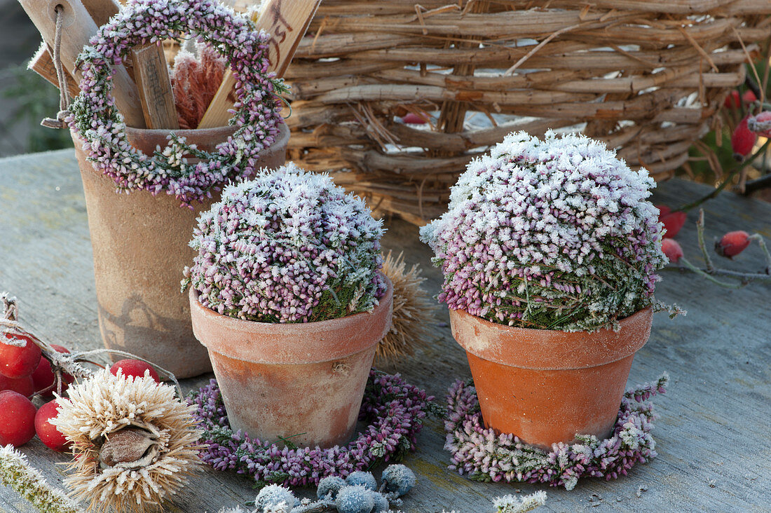 Wreaths and balls of bud heather in clay pots in the hoarfrost