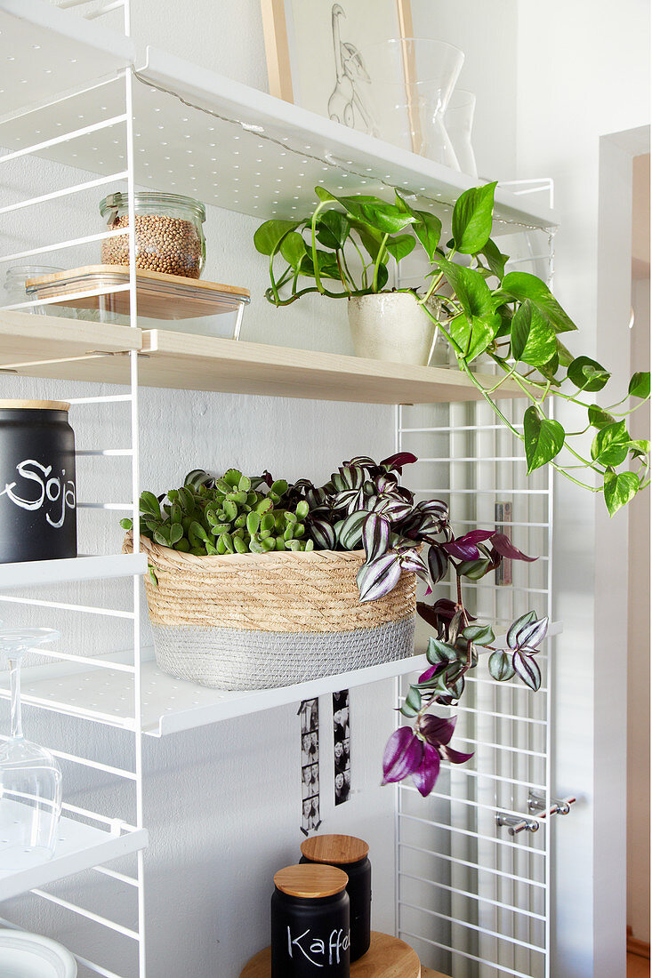 Devil's ivy, inch plant and bear's paw succulent on shelves