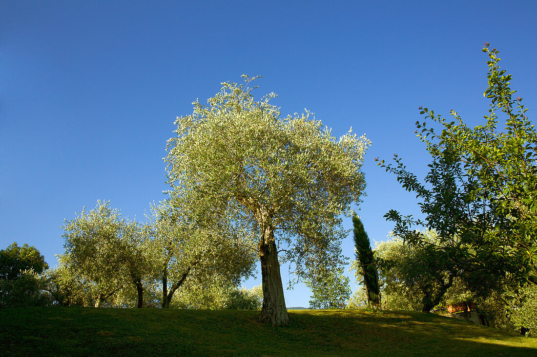 Italian olive t rees