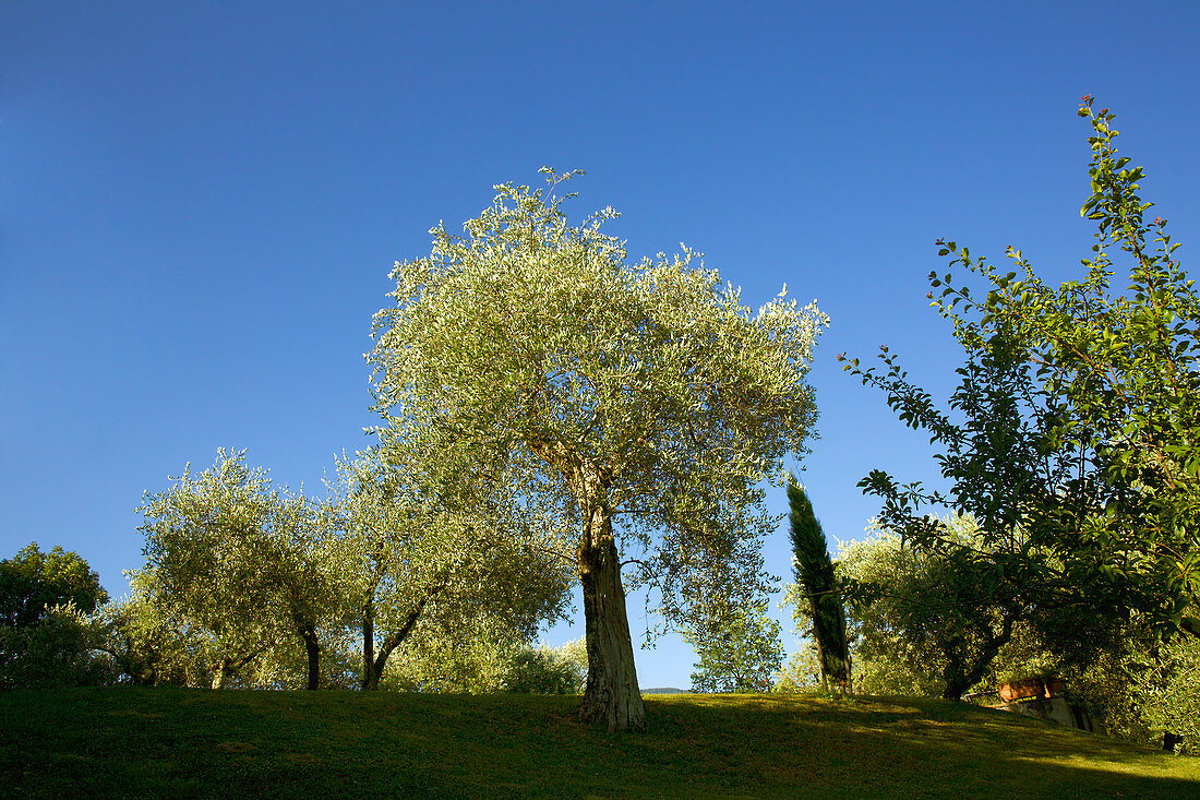 Italienische Olivenbäume