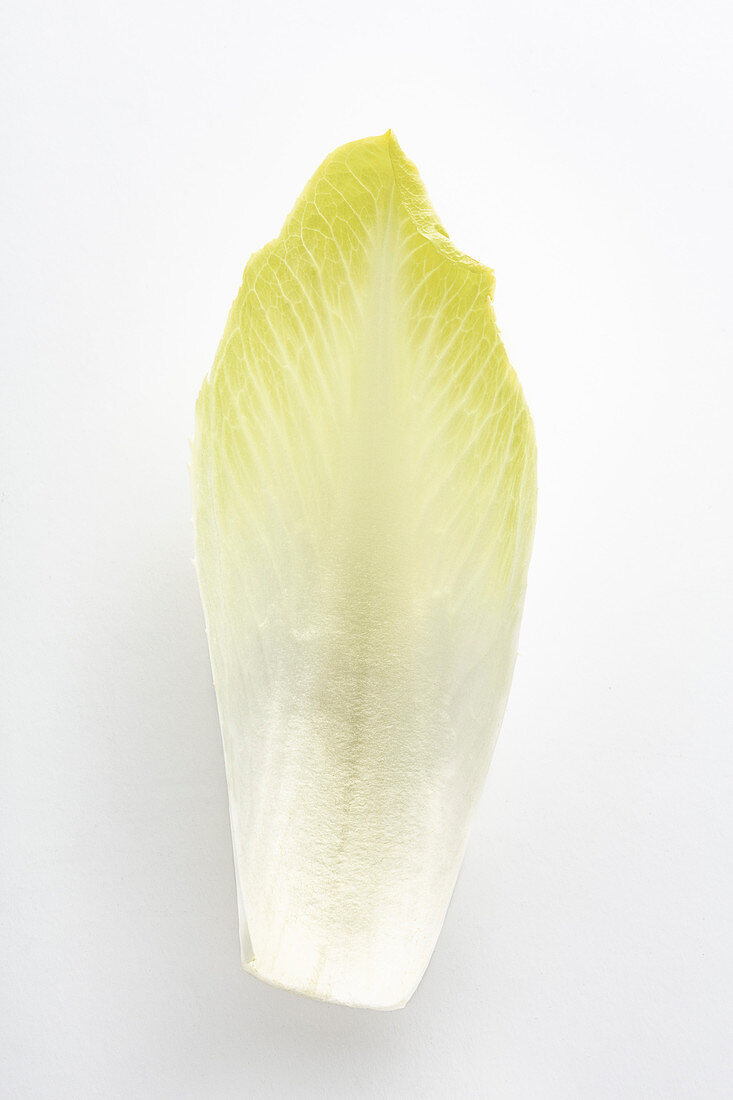 A chicory leaf
