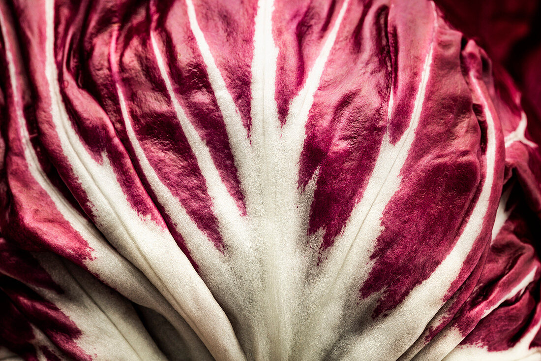 Radicchio, Nahaufnahme