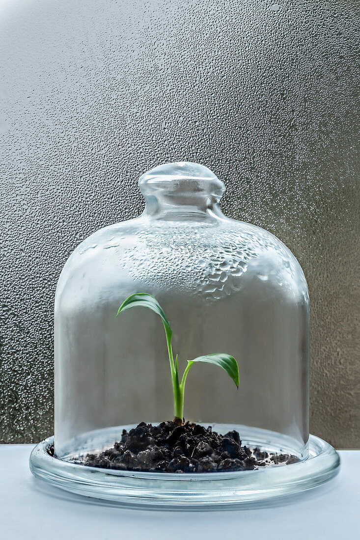 Seedling growing under cloche with condensation