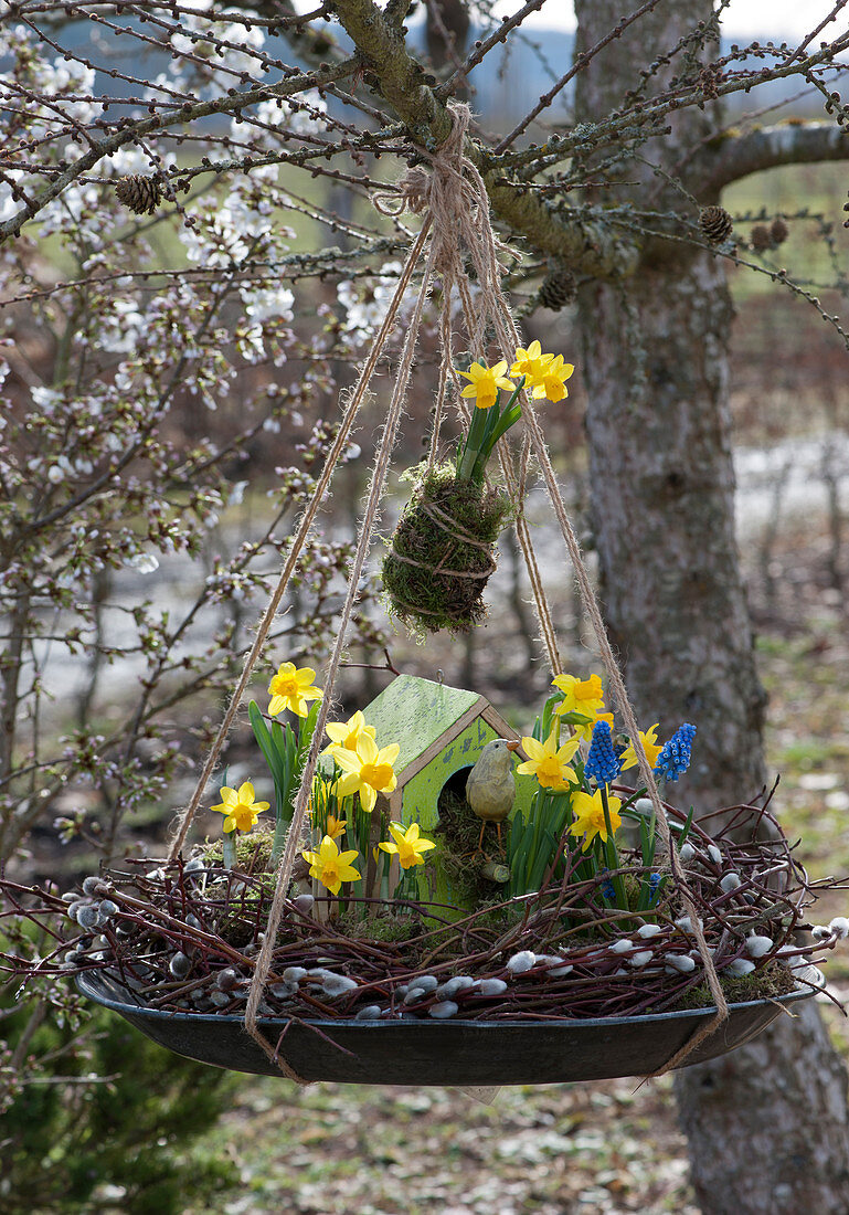 Shallow bowl with daffodils 'Tete a Tete' and grape hyacinth in a wreath of twigs, birdhouse, and wooden bird as decoration