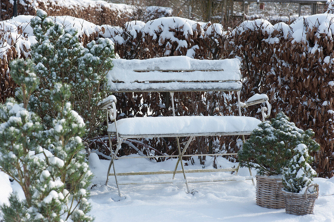Garden bench in snowy garden in front of hornbeam hedge, pots with pine trees and white spruce