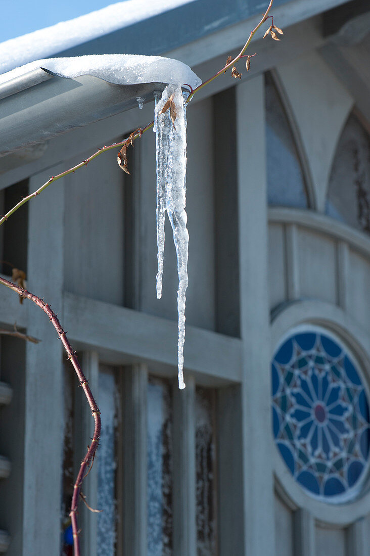 Eiszapfen an Ranke von Kletterrose am Gartenhaus