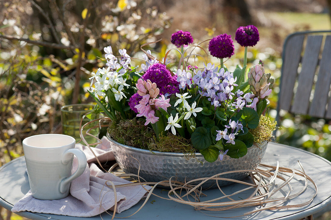 Silver bowl with globe primroses, scented violets, Ornithogalum, and hyacinths