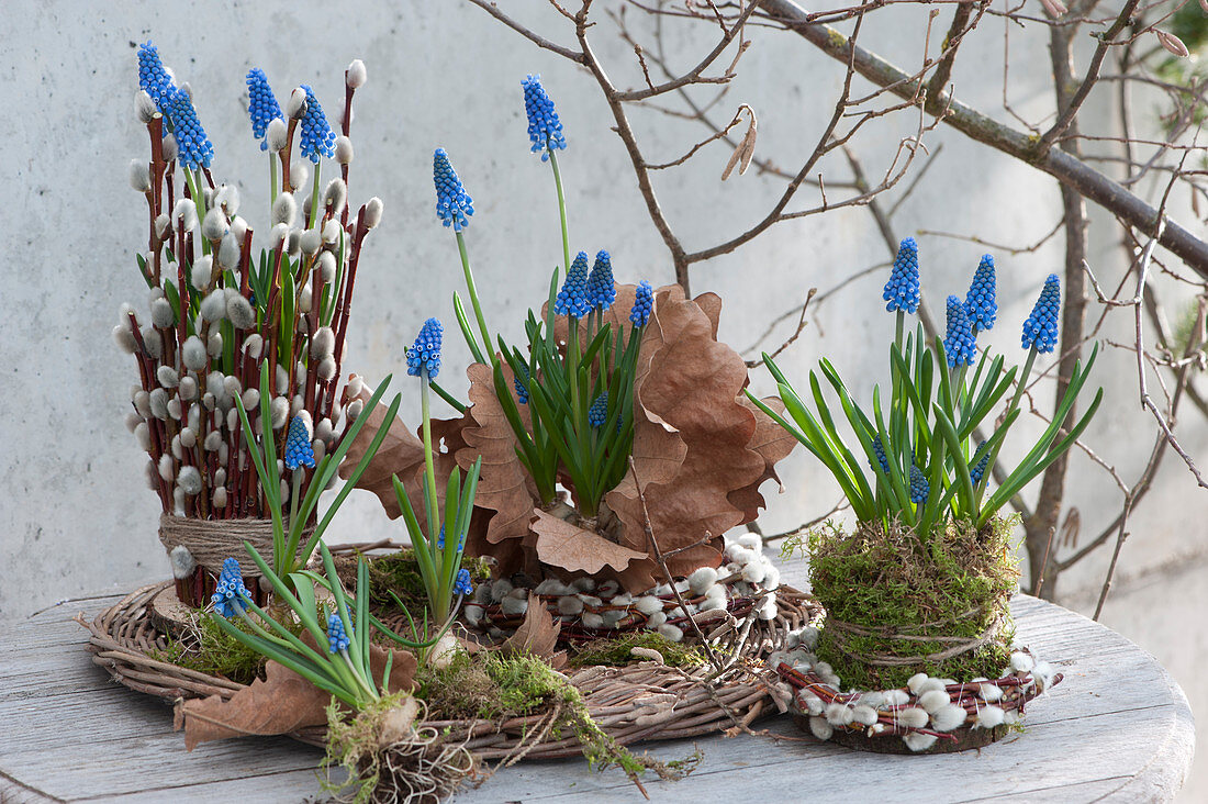 Spring table decoration with grape hyacinths, decorated with willow catkins, moss, and oak leaves