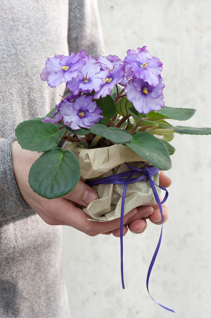 Hands holding purple violet violet as a gift wrapped in paper