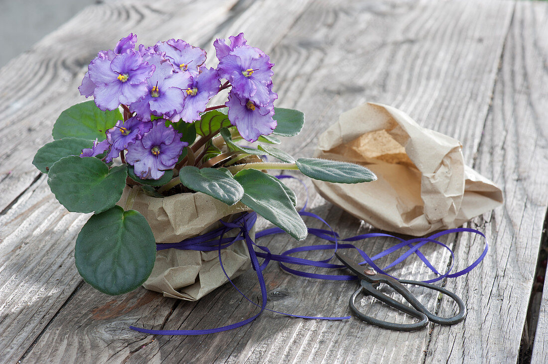Violettes Usambaraveilchen als Geschenk in Papier packen