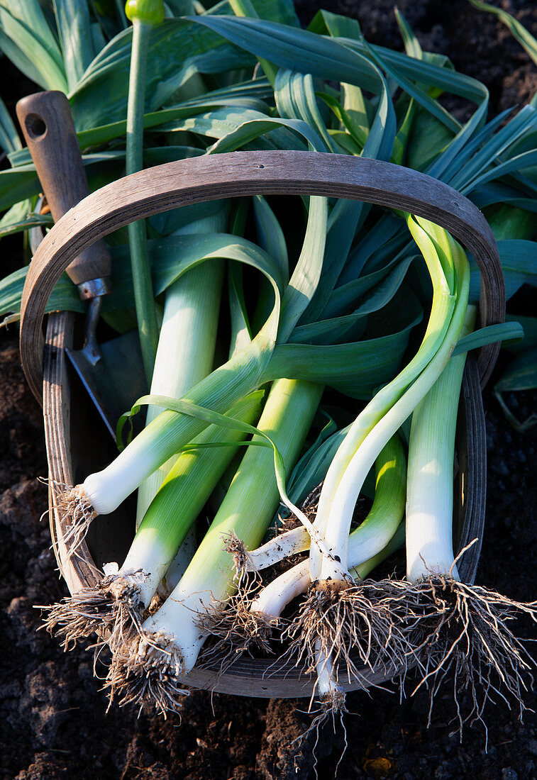 Fresh garden onion in a basket