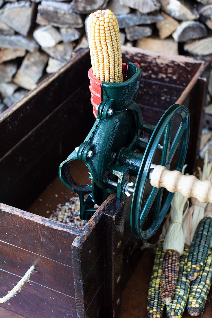Dry corn in corn sheller mashine