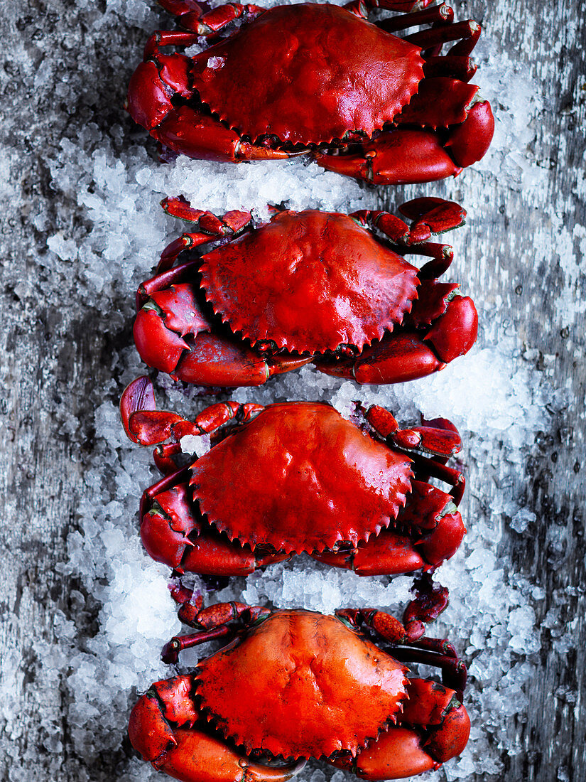 Boiled crabs on crushed ice