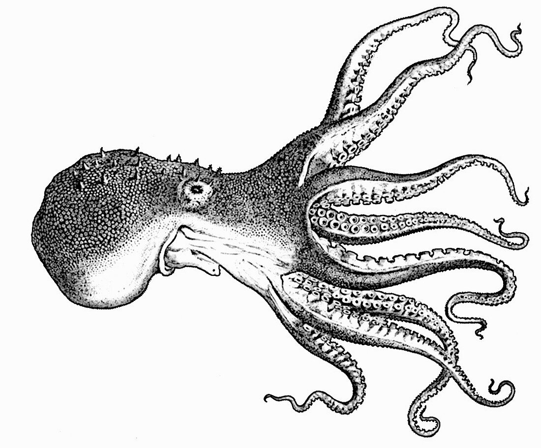 Octopus (Illustration)