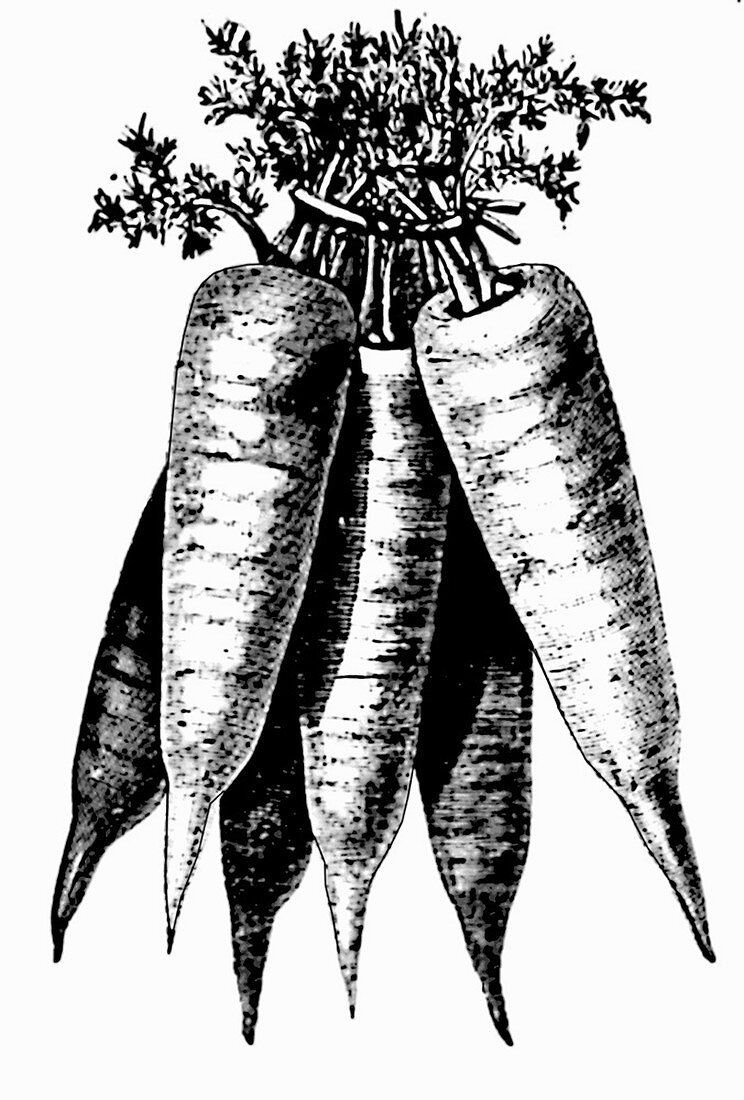 Karotten (Illustration)