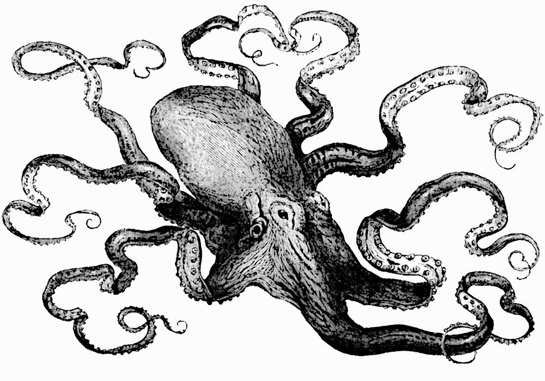 Octopus (Illustration)