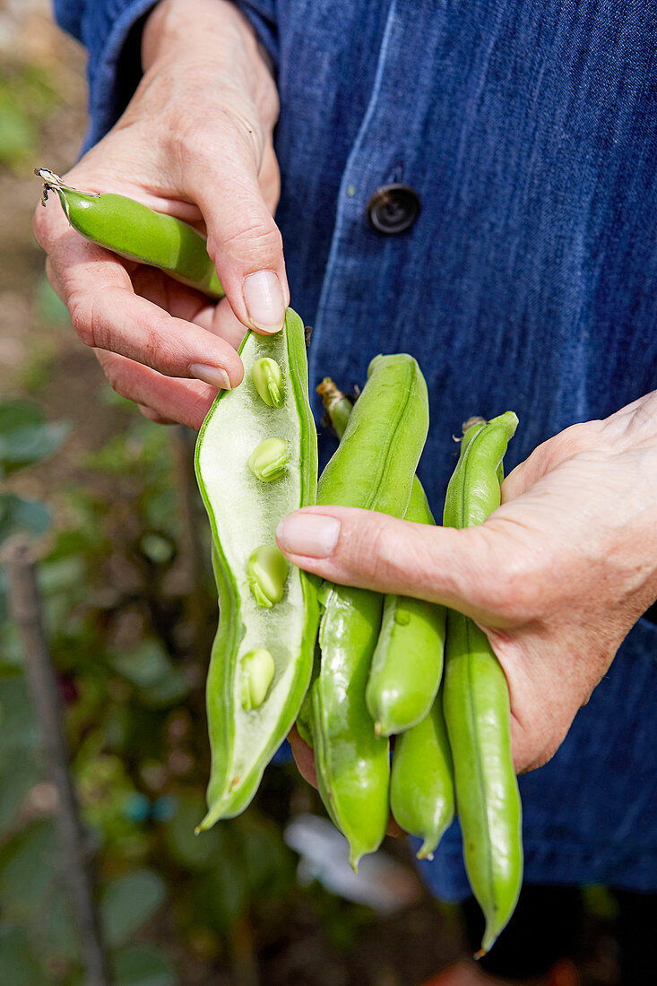 Opened pea pod