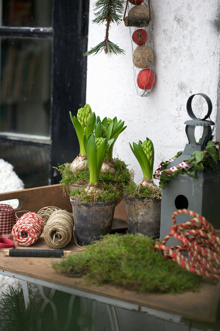 Hyacinths, bird house, and moss on the patio table