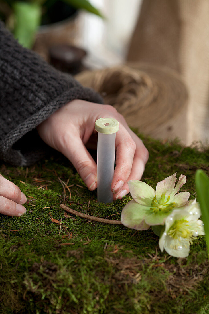 Put the water tube in the paste with moss