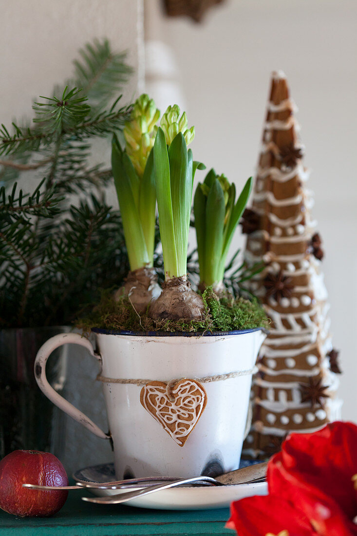 Hyacinths in a mug, behind decorated gingerbread trees