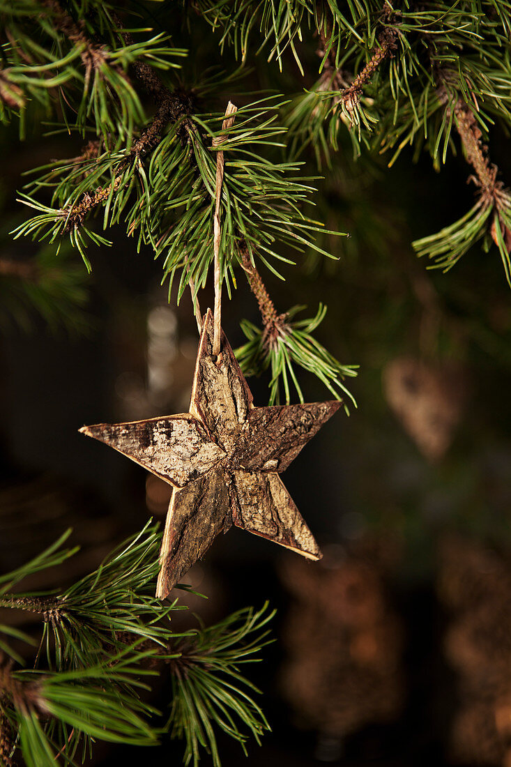 Star made from bark hung from pine branch