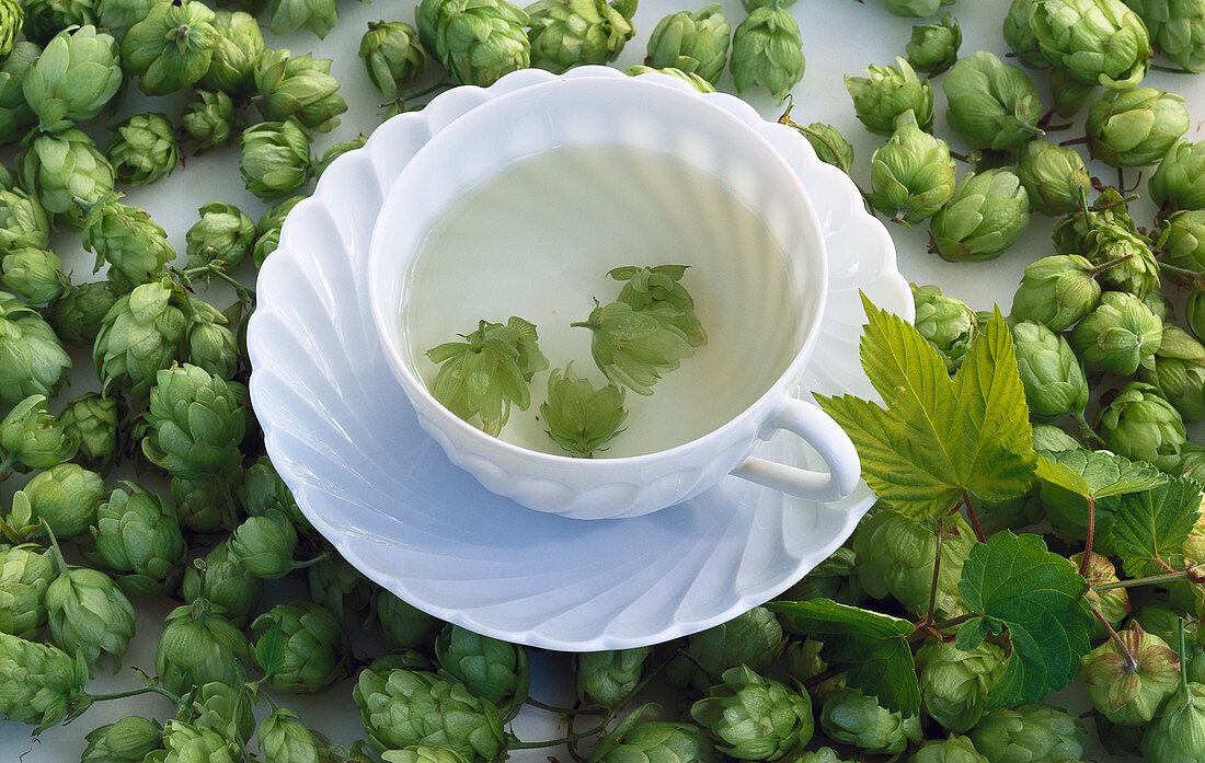 A cup of hops tea surrounded by hops