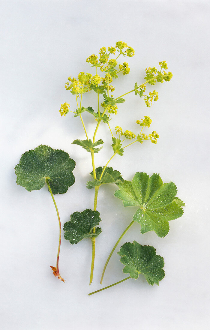 Lady's mantle, leaves and flowers