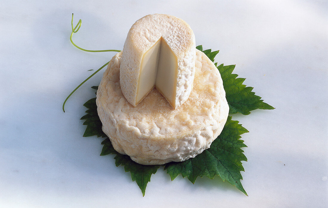 Two French goat’s cheeses on a grape leaf