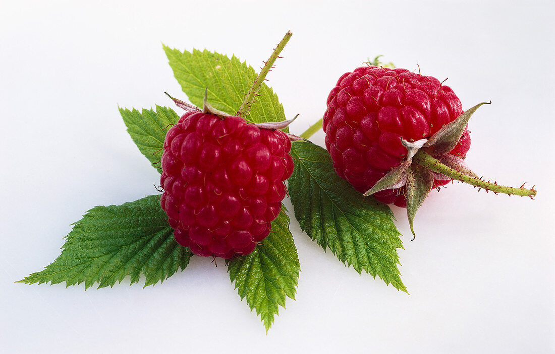 Two raspberries and leaves