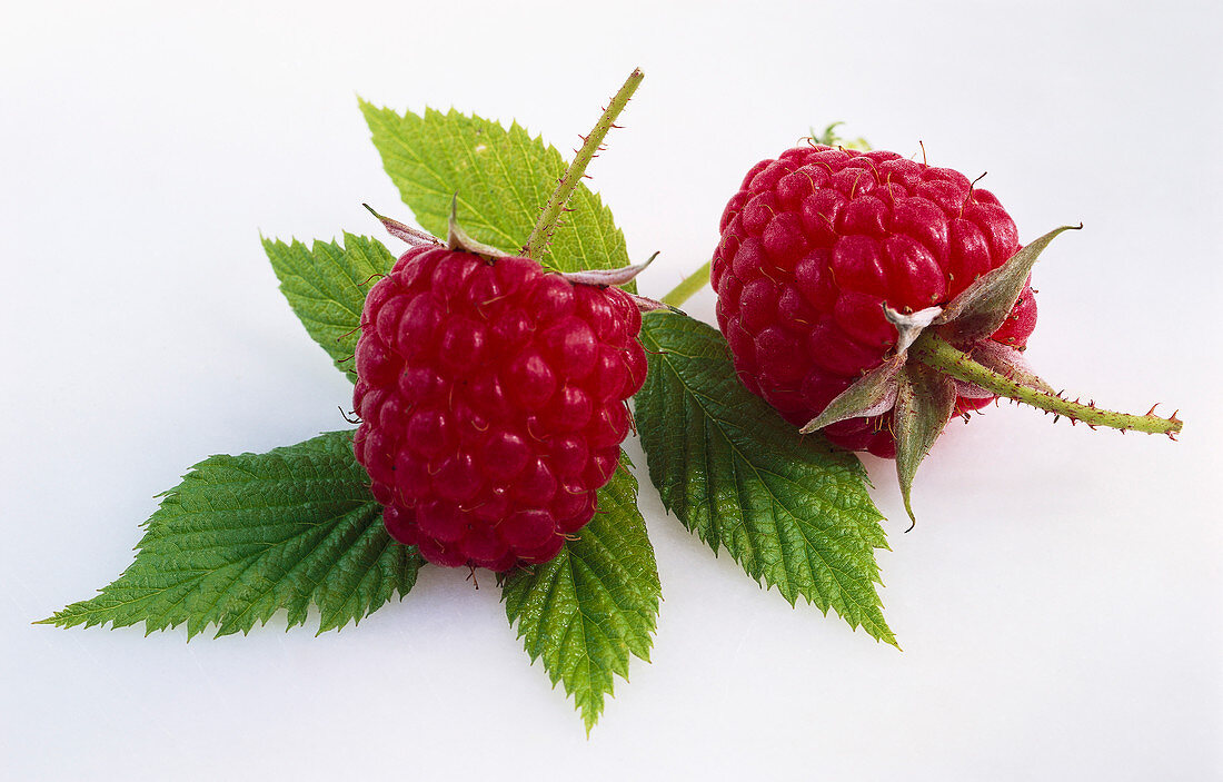 Zwei Himbeeren und Blätter