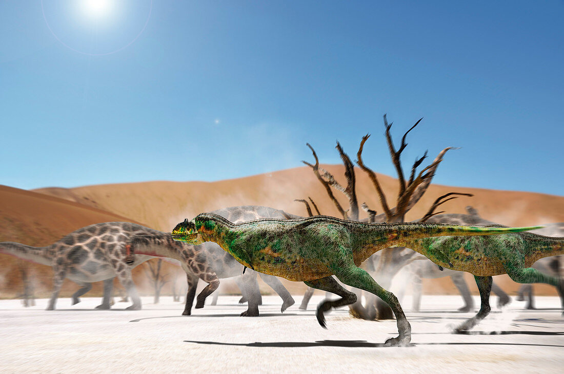 Aucasaurus dinosaurs, illustration