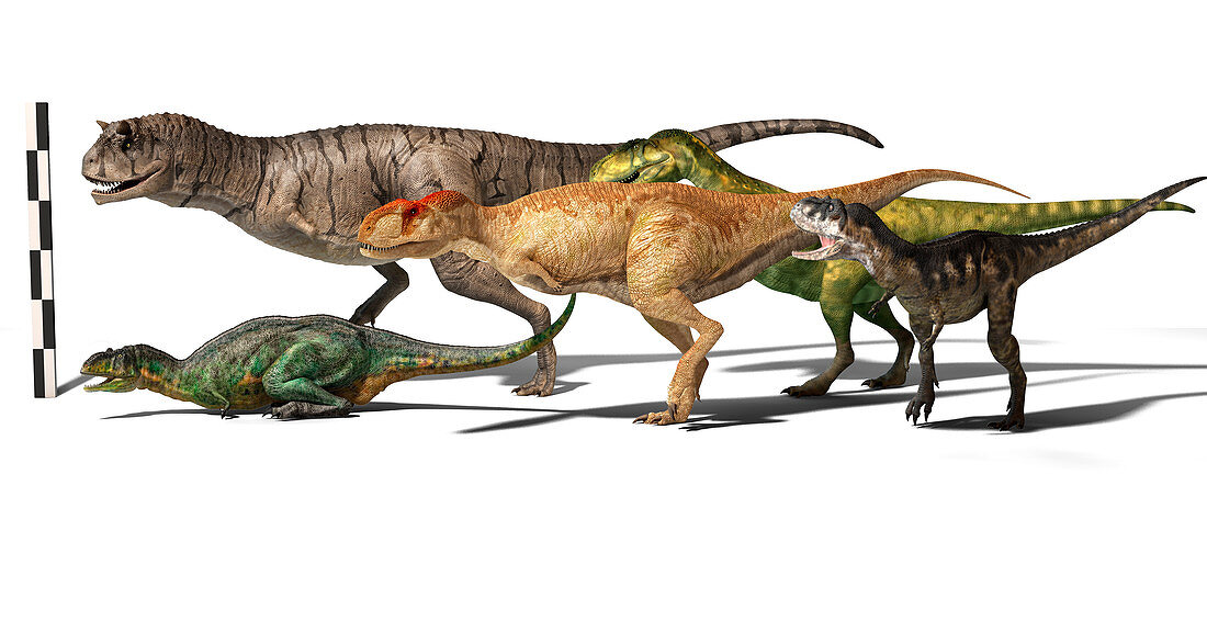 Group of Abelisaurid dinosaurs, illustration