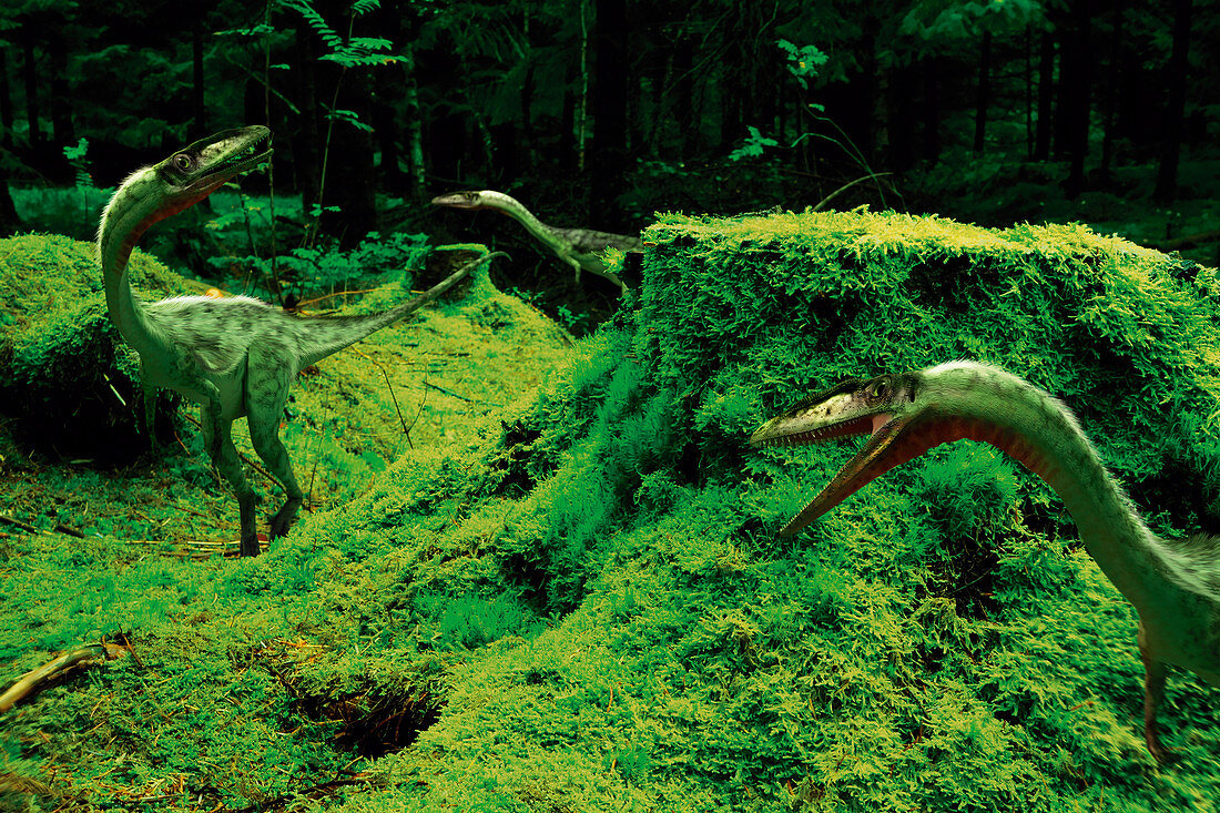 Coelophysis dinosaurs, illustration