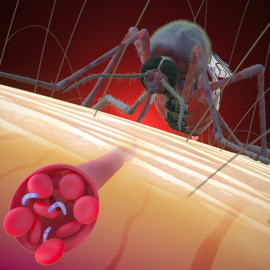 Mosquito transmitting malaria, illustration