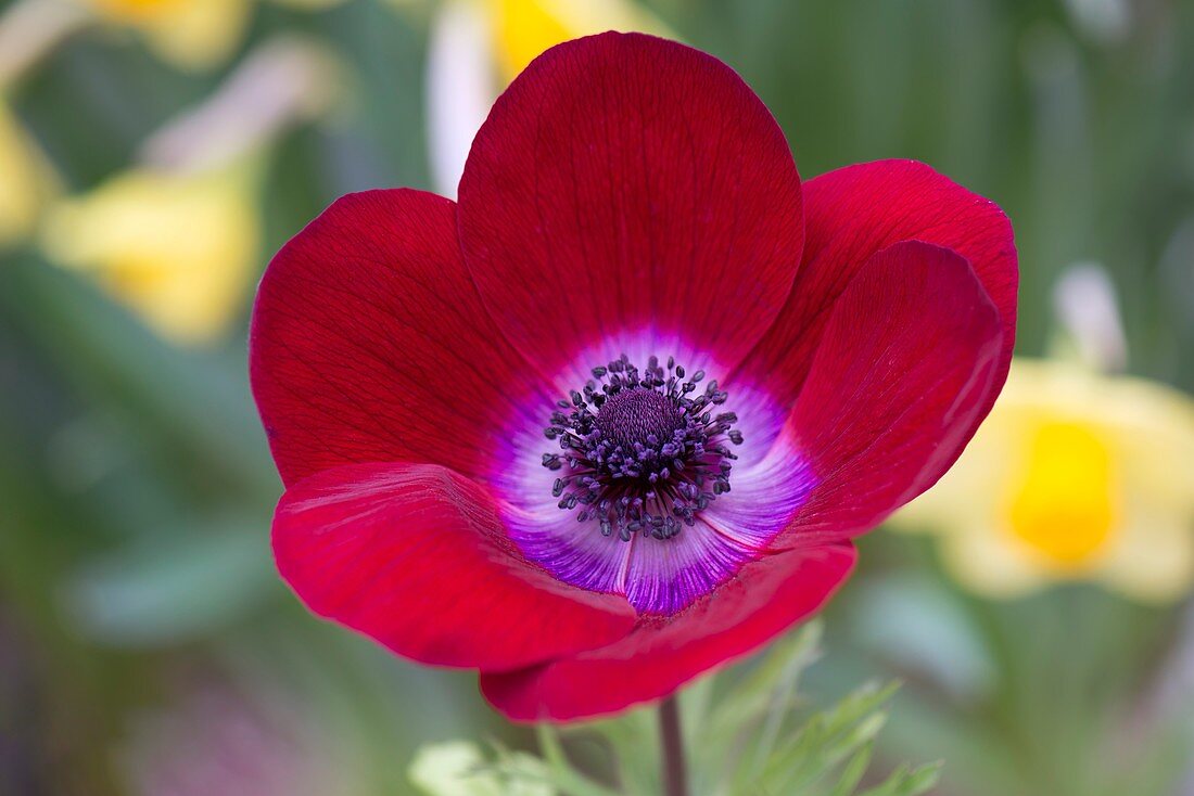 Anemone coronaria 'De Caen Mixed'