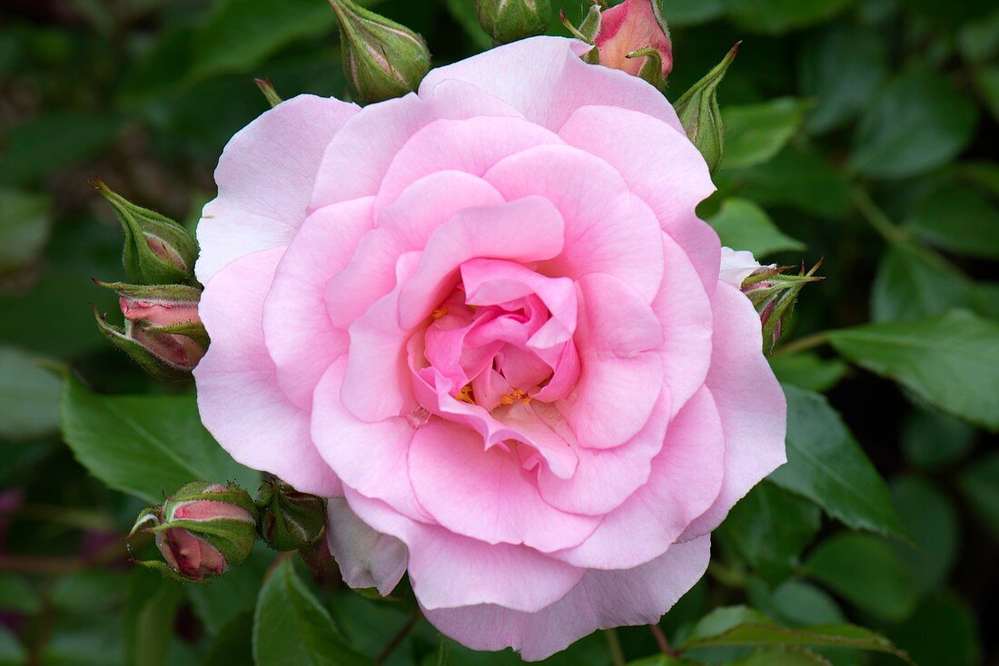 Rosa 'Pink Tiara'