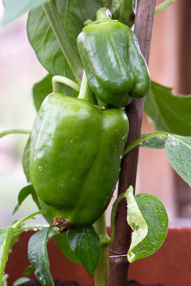 Bell pepper (Capsicum annuum)