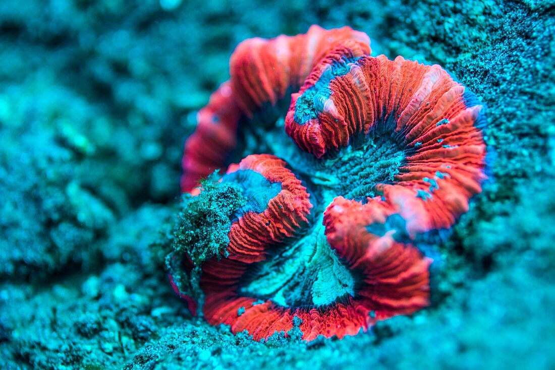 Open brain coral
