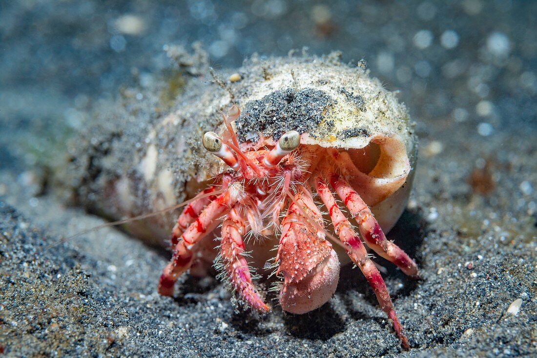 Jewelled anemone crab
