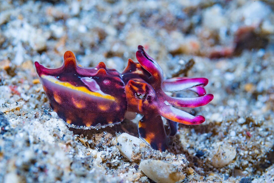 Pfeffer's flamboyant cuttlefish juvenile